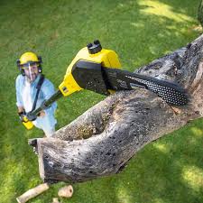 Best Tree Trimming and Pruning  in Bryn Mawr Skyy, WA